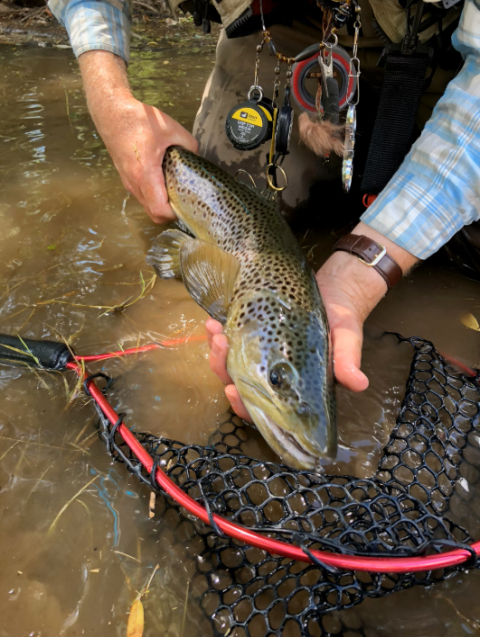 fish